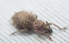 Entiminae