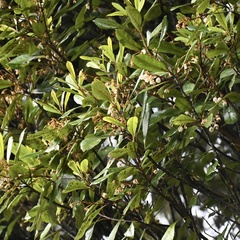 Elaeocarpus dentatus