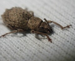 Entiminae