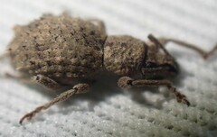 Entiminae