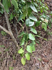 Mallotus repandus