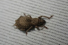 Entiminae