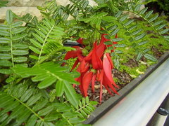 Clianthus puniceus