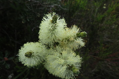 Melaleuca squarrosa