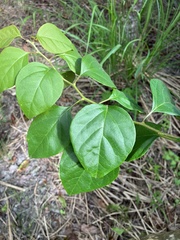 Mallotus repandus