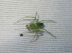 Araneus talipedatus