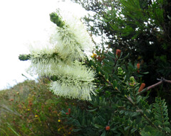 Melaleuca squarrosa
