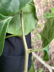 Mallotus repandus