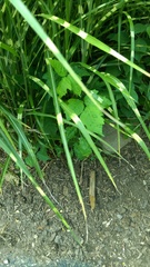 Toxicodendron radicans