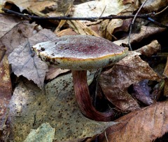 Gyroporus purpurinus