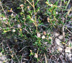 Spyridium eriocephalum