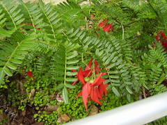 Clianthus puniceus