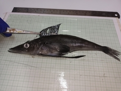 Jonah's Icefish photo 2