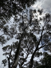 Eucalyptus globulus globulus