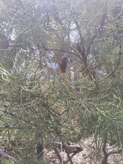 Banksia occidentalis