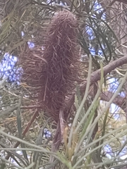 Banksia occidentalis