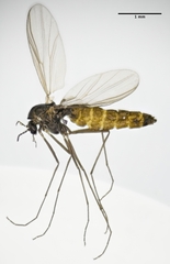 Orthocladiinae