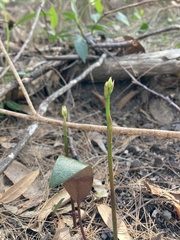 Cryptostylis