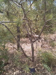 Banksia occidentalis