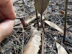 Cryptostylis