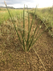 Schoenoplectus muricinux