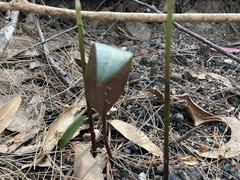Cryptostylis