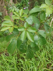 Handroanthus chrysotrichus