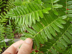 Clianthus puniceus