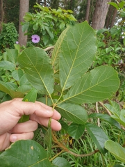 Handroanthus chrysotrichus