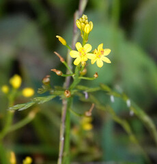Bulbine semibarbata