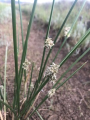 Schoenoplectus muricinux