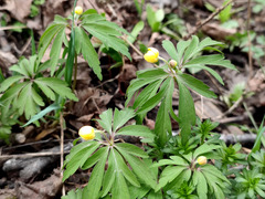 Anemonoides ranunculoides