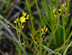 Bulbine semibarbata