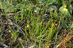 Bulbine semibarbata