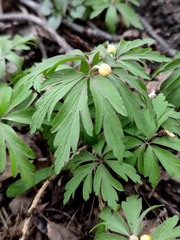 Anemonoides ranunculoides
