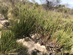 Allocasuarina pusilla
