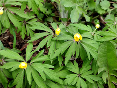 Anemonoides ranunculoides