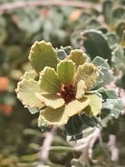 Banksia praemorsa