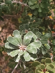 Banksia praemorsa