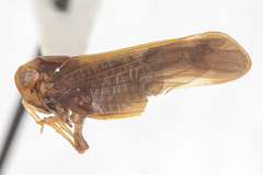 Colpoptera marginalis