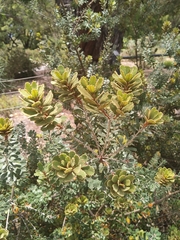 Banksia praemorsa