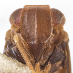 Colpoptera marginalis