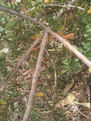 Banksia praemorsa