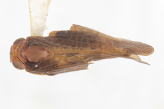 Colpoptera marginalis
