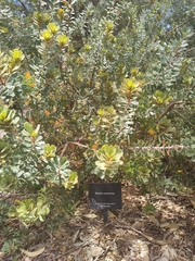 Banksia praemorsa