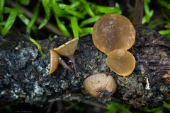 Ciboria amentacea