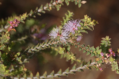 Melaleuca gibbosa