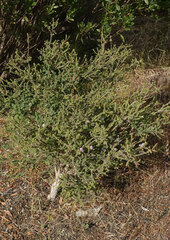 Melaleuca gibbosa