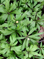 Anemonoides ranunculoides