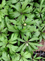 Anemonoides ranunculoides